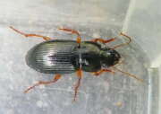 Thumbnail 352377 B