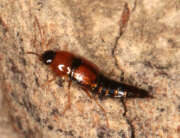 Thumbnail 352406 B