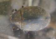 Thumbnail 352425 B