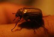 Thumbnail 352427 B