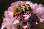 Thumbnail 352437 B