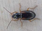 Thumbnail 352745 B