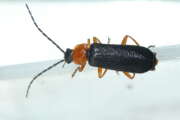 Thumbnail 352746 A