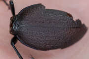 Thumbnail 352753 B