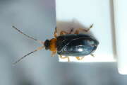 Thumbnail 352796 A