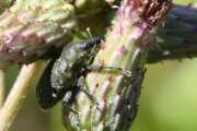 Thumbnail 352942 B