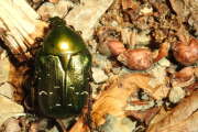 Thumbnail 353110 C