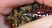 Thumbnail 353452 B