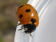Thumbnail 353967 B