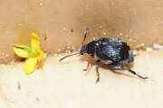 Thumbnail 354011 A