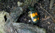 Thumbnail 354126 B