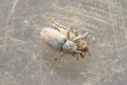 Thumbnail 354257 A