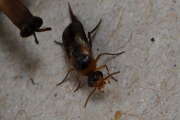 Thumbnail 354469 B