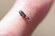 Thumbnail 354516 A