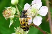 Thumbnail 354706 A