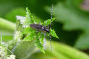 Thumbnail 354712 B