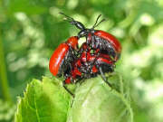 Thumbnail 354725 B