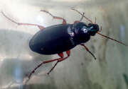 Thumbnail 354902 A