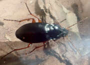Thumbnail 354902 B