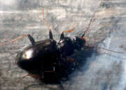 Thumbnail 354903 B