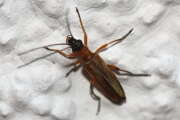Thumbnail 354931 A