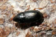 Thumbnail 354946 A