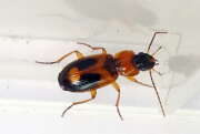 Thumbnail 354953 A