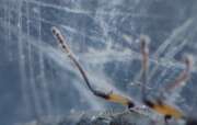 Thumbnail 355005 B