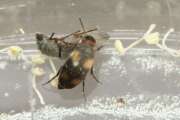 Thumbnail 355029 A