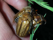Thumbnail 355103 A