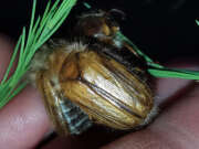 Thumbnail 355103 B