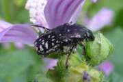 Thumbnail 355113 B