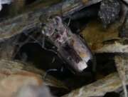 Thumbnail 355143 A