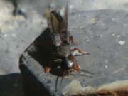 Thumbnail 355156 A