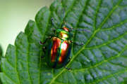 Thumbnail 355157 B