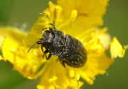 Thumbnail 355185 A