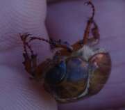 Thumbnail 355186 B