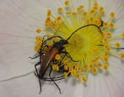 Thumbnail 355266 A