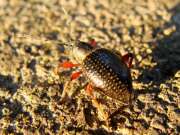Thumbnail 356026 B