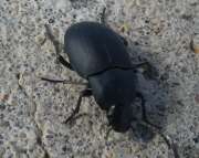 Thumbnail 356027 B