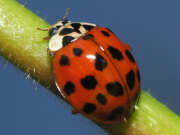 Thumbnail 356052 A