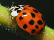 Thumbnail 356052 B