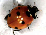 Thumbnail 356667 B