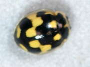 Thumbnail 356737 B
