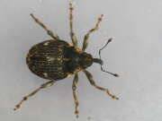 Thumbnail 356741 B
