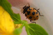 Thumbnail 356746 A