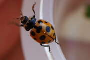 Thumbnail 356746 B