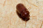 Thumbnail 357028 A