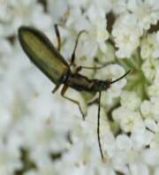 Thumbnail 357034 A