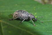 Thumbnail 357066 A